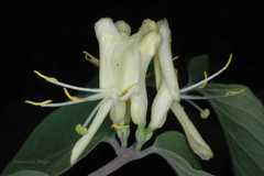 Lonicera quinquelocularis